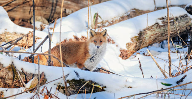 red fox red fox shiretoko mountains stock pictures, royalty-free photos & images