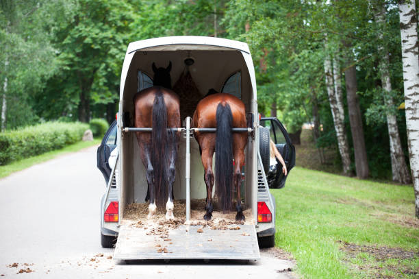istock Two chestnut horses standing in trailer waiting for competition 1271981638