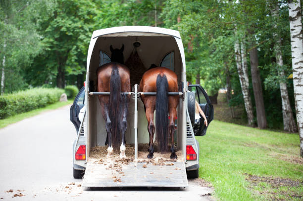 dois cavalos de castanha em pé em trailer esperando por competição - caixa para transporte de animal de estimação - fotografias e filmes do acervo