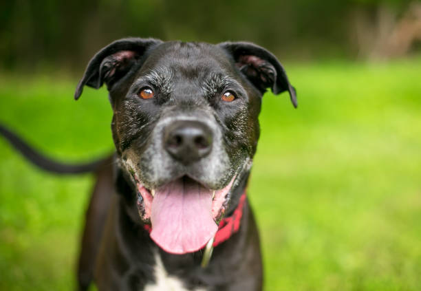 A happy senior mixed breed dog panting stock photo