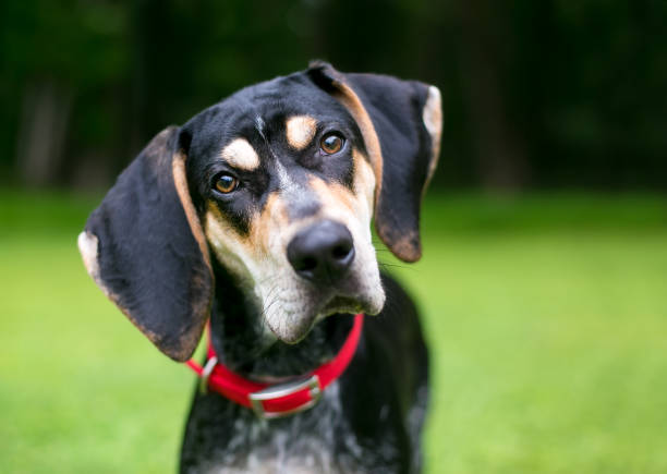 A Bluetick Coonhound dog listening with a head tilt stock photo
