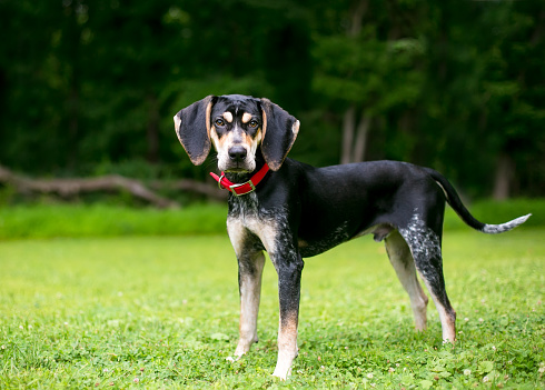 A Bluetick Coonhound dog outdoors wearing a red collar and looking at the camera