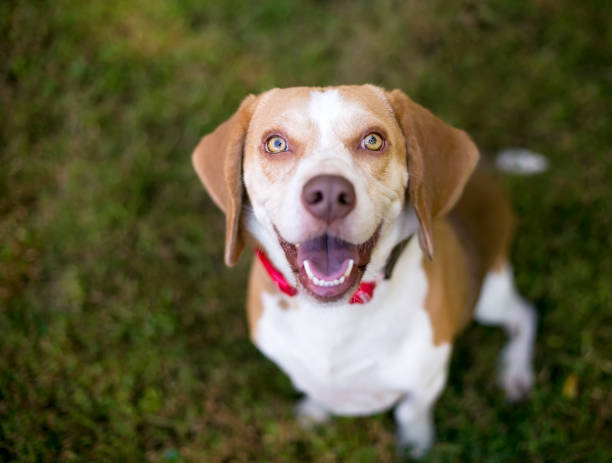 istock A happy Beagle dog looking up at the camera 1271982525