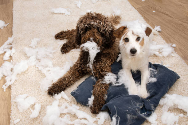 istock Dog mischief. Two dogs with innocent expression after bited a pillow. separation anxiety and obedience concept. 1271982816