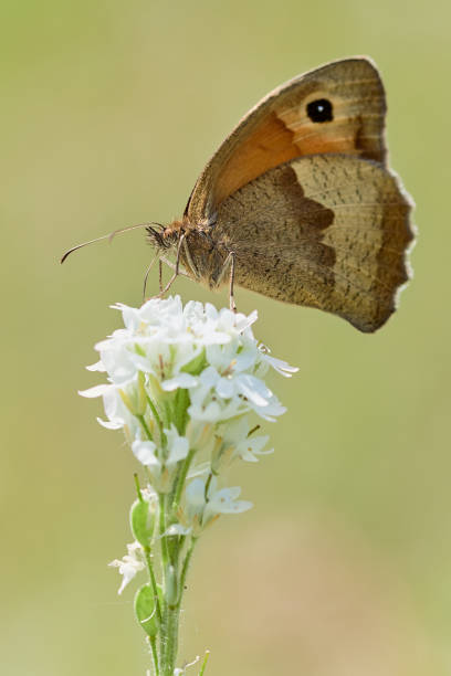 istock Small heath butterfly (Coenonympha lyllus) resting on flower in summer nature 1271983794