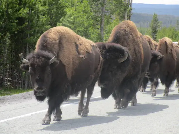 A beautiful herd of Bison walk on an asphalt road in Yellowstone National Park with a view of a large green forest in the background.