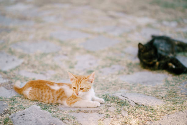istock A ginger cat and a black cat are resting on the asphalt overgrown with grass. 1271987501