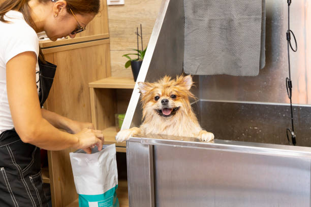 istock A little sweet Pomeranian while bathing.Caring for a pet. 1271988928
