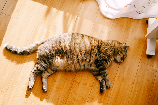 Fat gray fluffy cat on the wooden floor. High quality photo