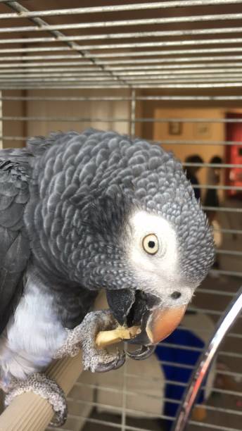 istock The Timneh African Grey parrot close up 1271990143