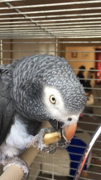 istock The Timneh African Grey parrot close up 1271990149