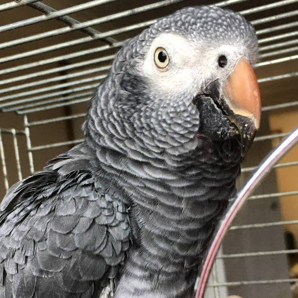 istock The Timneh African Grey parrot close up 1271990153