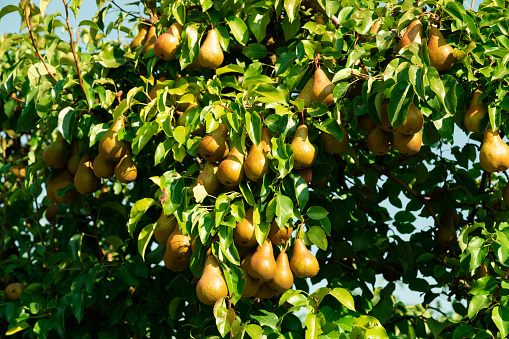 many juicy ripe yellow pears hanging from a green leaf tree on a beautiful autumn evening. The pear contains minerals such as iron, potassium, copper, iodine, magnesium, phosphate and zinc.