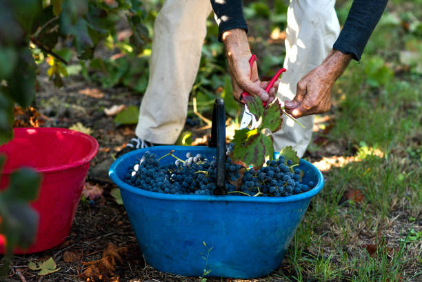 istock hands cutting red grape bunch during harvesting in vineyard 1271991284