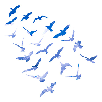 Watercolour silhouette of flying birds seagulls on white background. Inspirational for body or flesh ink tattoo of sea birds. Vector.