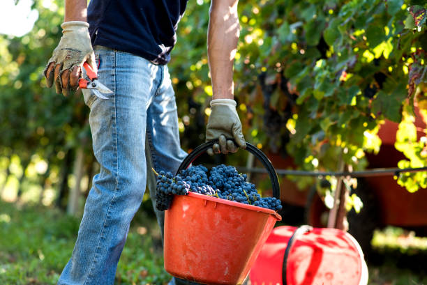 istock hands cutting red grape bunch during harvesting in vineyard 1271991518