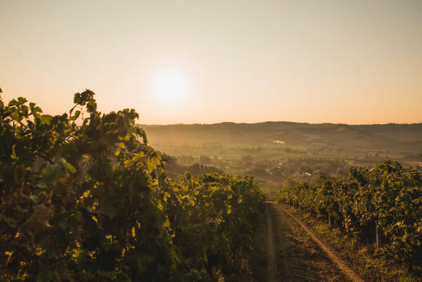 istock sunset in vineyard with view on the Italian hills 1271992267