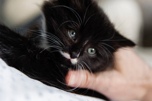 istock 5 weeks black and white kitten in senior man hand's. 1271992916