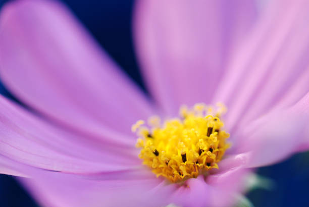 Multicolored pink and white summer flower