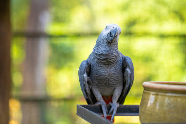 istock A gray parrot redtail jako cleans feathers near a feeding trough. Psittacus erithacus 1271993975