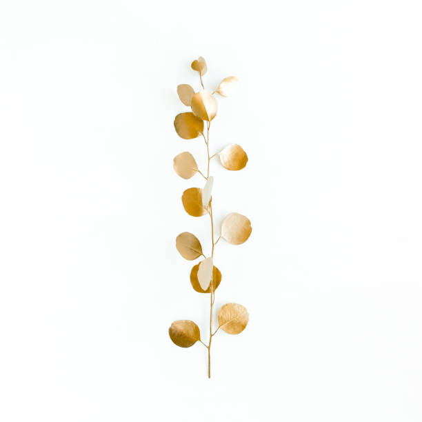 istock Golden leaves eucalyptus on white background. Minimal concept. flat lay, top view 1271994896