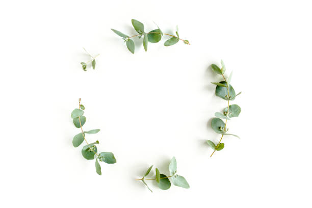 istock Wreath frame made of branches eucalyptus and leaves isolated on white background. Flat lay. Top view 1271995011