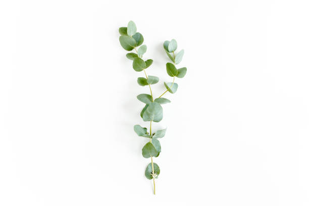 istock green branch with eucalyptus populus leaves on white background. lay flat, top view 1271995364