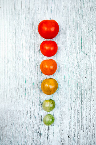 Green tomatoes fade to yellow, to orange, to bright red, illustrating the ripening process of a cherry tomato.
