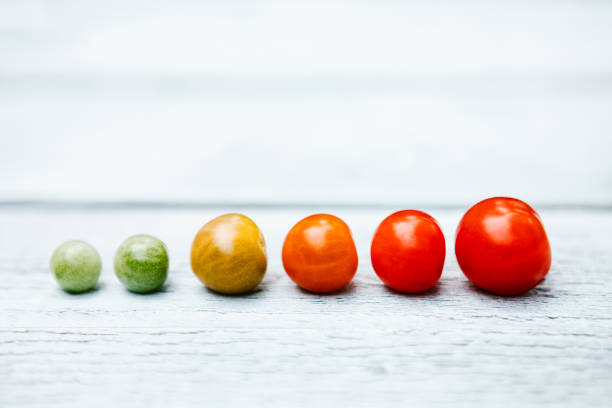 Green tomatoes fade to yellow, to orange, to bright red, illustrating the ripening process of a cherry tomato.