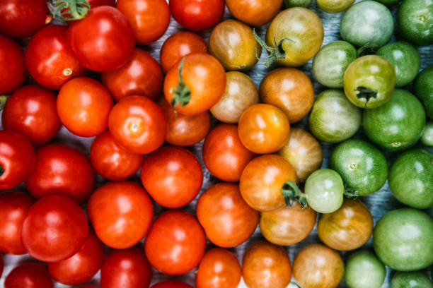 помидоры, расположенные от незрелых до спелых в цвет градиенте - multi colored vegetable tomato homegrown produce стоковые фото и изображения