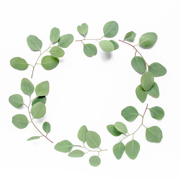 istock Wreath frame made of branches eucalyptus isolated on white background. lay flat, top view 1271996301