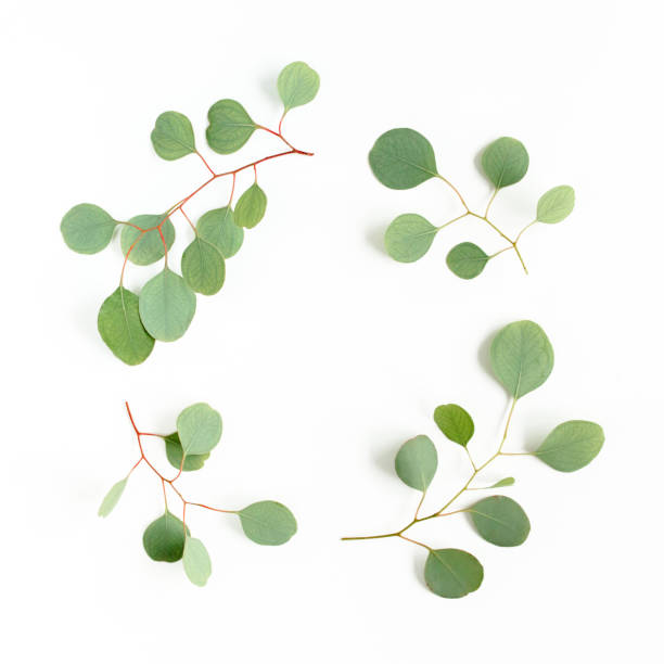 istock Wreath frame made of branches eucalyptus isolated on white background. lay flat, top 1271996422