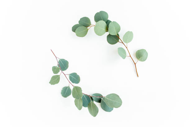 istock Wreath frame made of branches eucalyptus and leaves isolated on white background. lay flat, top view 1271997179