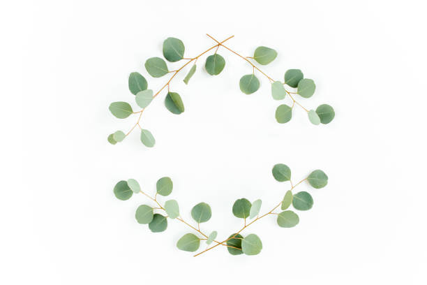 istock Wreath frame made of branches eucalyptus and leaves isolated on white background. Flat lay. Top view 1271997381