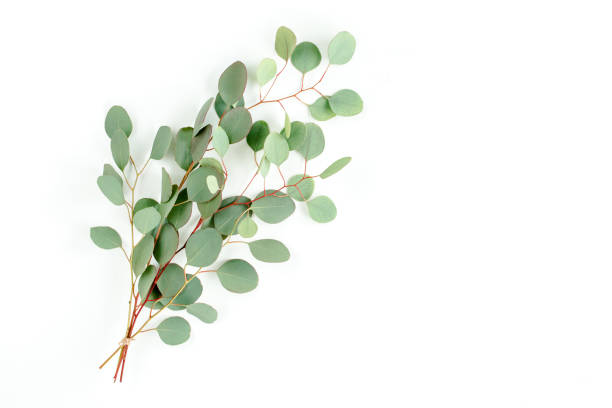 istock Eucalyptus bouquet on a white background. Flat lay, top view 1271997489