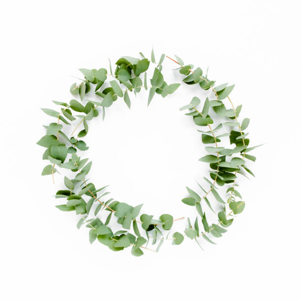 istock Wreath frame made of branches eucalyptus isolated on white background. lay flat, top view 1271997720