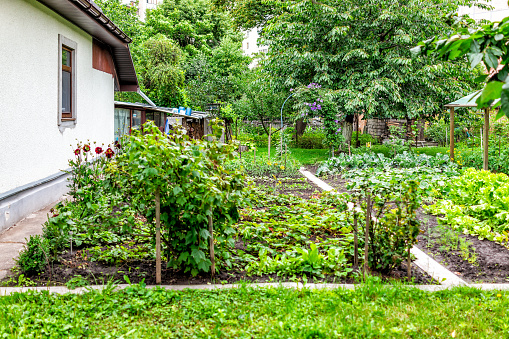 Rural country house home farm cottage dacha in Eastern Europe with wall and vegetables in garden