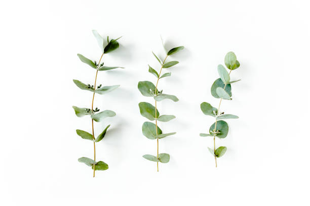istock Green branch, leaves eucalyptus isolated on white background. Flat lay, top view minimal concept 1271997794