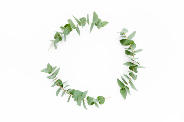 istock Wreath frame made of branches eucalyptus isolated on white background. lay flat, top view 1271998484