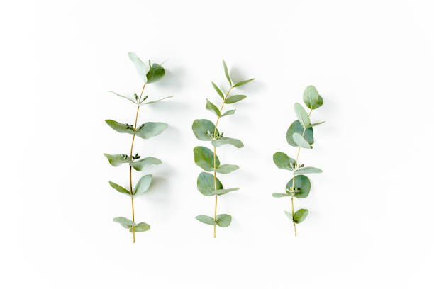 istock pattern made of branches eucalyptus, leaves and cotton isolated on pink background with empty space for text. Flat lay, top view 1271998593