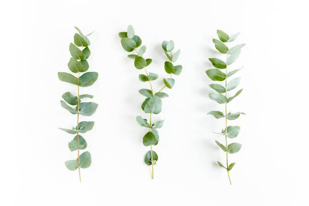 istock Green branch, leaves eucalyptus isolated on white background. Flat lay, top view minimal concept 1271998671