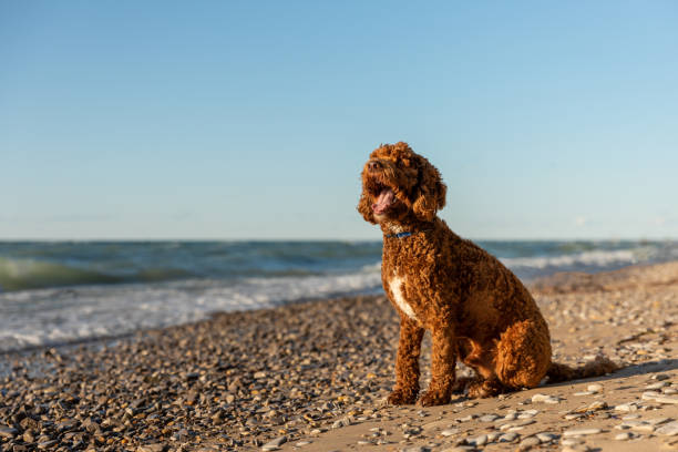istock An Australian labradoodle sitting on a rocky shore 1271998763