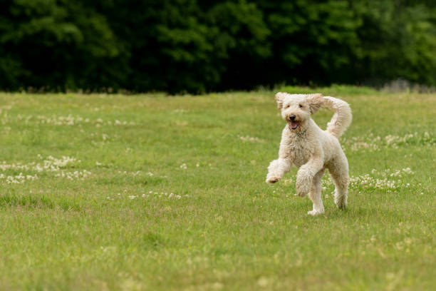 A cream labradoodle running in a field A doodle dog playing in a grassy park goldendoodle stock pictures, royalty-free photos & images