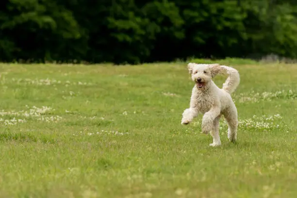 A doodle dog playing in a grassy park
