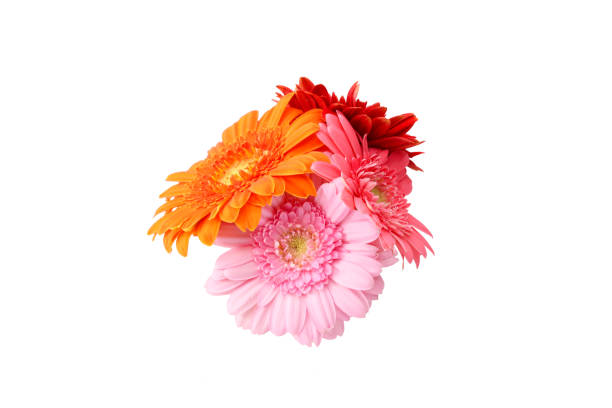 Close up on the bouquet of blooming flowers