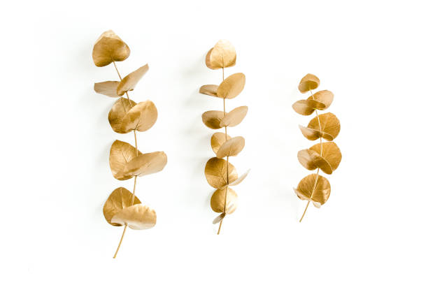 istock Golden leaves eucalyptus on white background. Minimal concept. flat lay, top view 1271998910