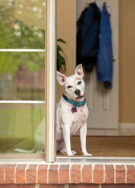 istock A white dog sitting at the front door 1271999454