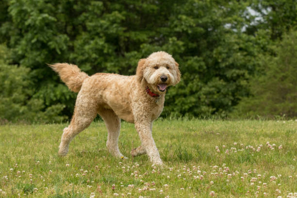 A golden doodle running in the grass A doodle dog playing at the park goldendoodle stock pictures, royalty-free photos & images