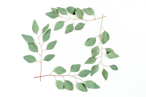 istock Wreath frame made of branches eucalyptus isolated on white background. lay flat, top 1271999521