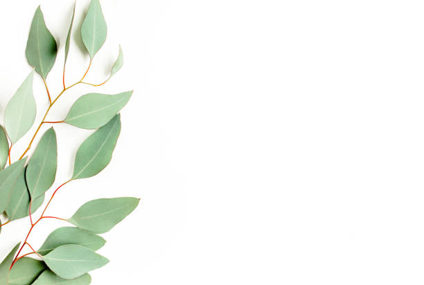 istock Green branch, leaves eucalyptus isolated on white background. Flat lay, top view minimal concept 1271999631